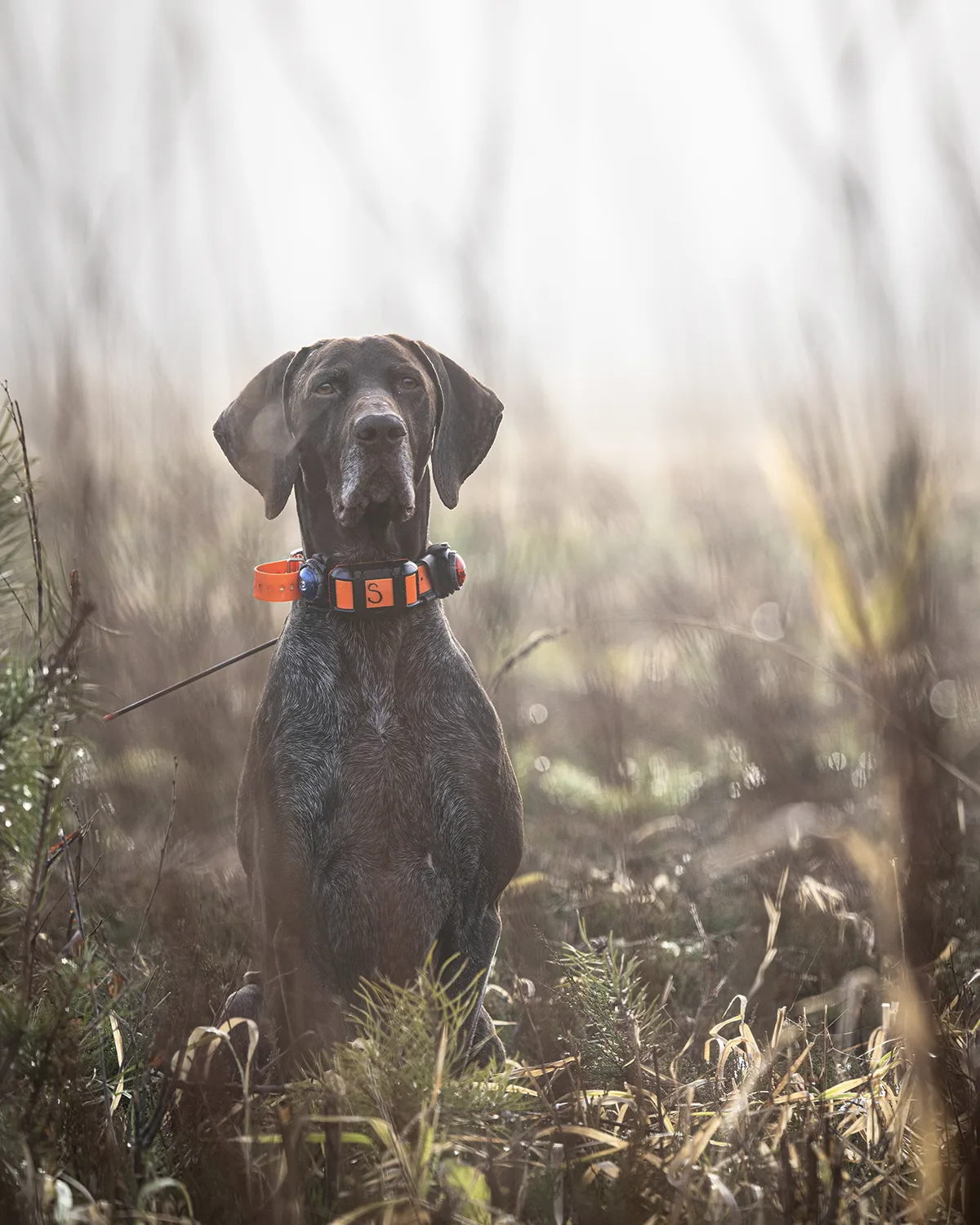 Customer photo of hunting