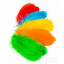 Feathers, Plumes and Tails
