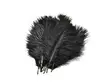 Frödinflies SNS Ostrich Hackles - Other Feathers and Plumes - 40404503020 - 7