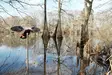 MOJO Elite Series Mini Mallard Hen - Decoys - 816740004570 - 3