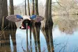 MOJO Elite Series Mini Mallard Hen - Decoys - 816740004570 - 4