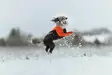 Non-stop Dogwear Protector Suit F Orange/Black - Dog Vests and Clothing - 7071652045230 - 6