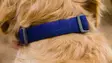 Ruffwear Front Range Collar Twilight Gray - Dog Collar - 748960073770 - 6