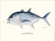 Sakke Yrjölä 30x40cm -juliste Giant Trevally GT - Printed Matter - 6430048501100 - 1