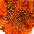 Veniard Guinea Body Feathers - Other Feathers and Plumes - 40400400040 - 2