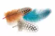 Veniard Guinea Body Feathers - Other Feathers and Plumes - 40400400040 - 1