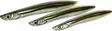 Westin Sandy Inline 18g - Seatrout Spoons - 17340010 - 9