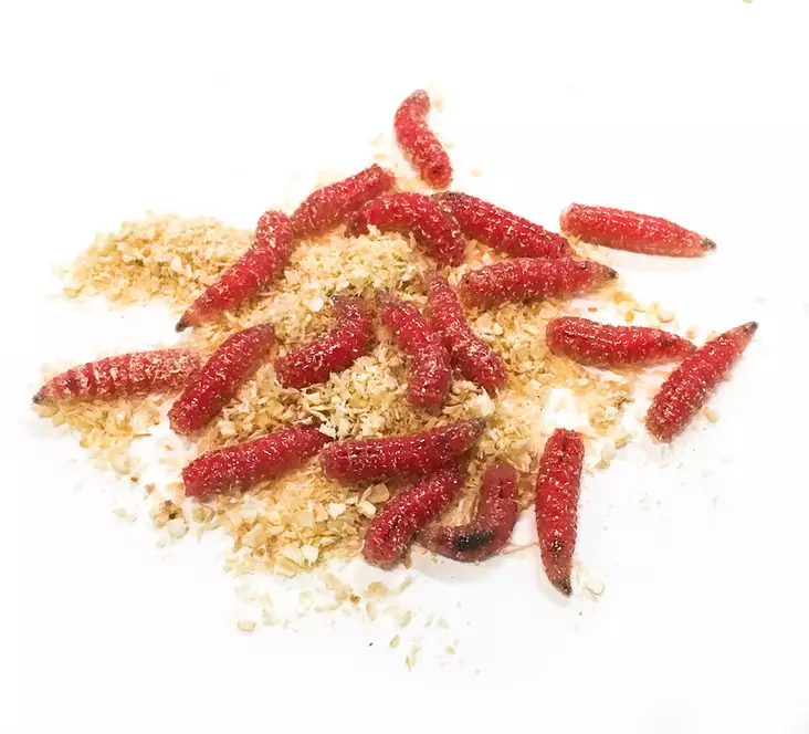 Kärpäsentoukka Punainen - Baits - 7340010384640 - 1