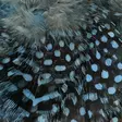 Strung Guinea Feathers - Other Feathers and Plumes - 40400400041 - 8