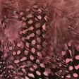 Strung Guinea Feathers - Other Feathers and Plumes - 40400400041 - 4