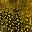 Strung Guinea Feathers - Other Feathers and Plumes - 40400400041 - 18