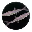 Microbite Alburnus 40mm - Soft Baits for Vertical Fishing - 34003000551 - 4