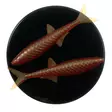 Microbite Alburnus 40mm - Soft Baits for Vertical Fishing - 34003000551 - 8