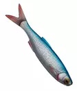 Savage Gear Craft Dying Minnow 7,5cm 5kp - Soft Baits for Vertical Fishing - 28022021211 - 4