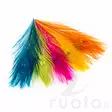 Peacock Eye Feathers - Other Feathers and Plumes - 40450300001 - 3