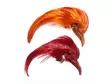 Veniard Golden Pheasant Topping Crest - Skins, Wings and Heads - 40400100001 - 1