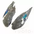 Teal Duck Wings - Skins, Wings and Heads - 5056304604685 - 1