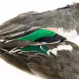 Teal Duck Wings - Skins, Wings and Heads - 5056304604685 - 2