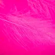 Wapsi CDC Super Select - Other Feathers and Plumes - 40400800111 - 14