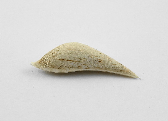 Aihio nro 1, 55mm - Lure blanks and frames - AIHIO-1 - 1