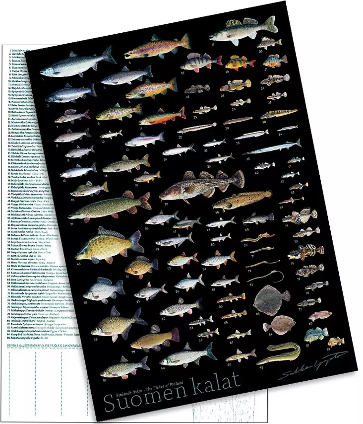Sakke Yrjölä A4 card poster Suomen Kalat (dark background) - Printed Matter - 6430048501681 - 1