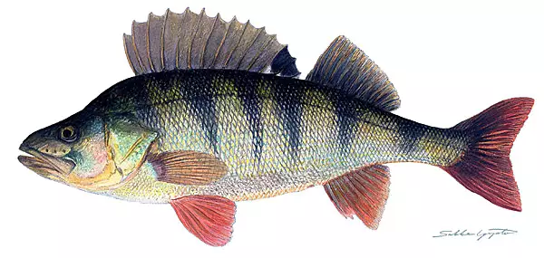 Sakke Yrjölä Kalapostikortti A65-kortti - Printed Matter - 131220201 - 1