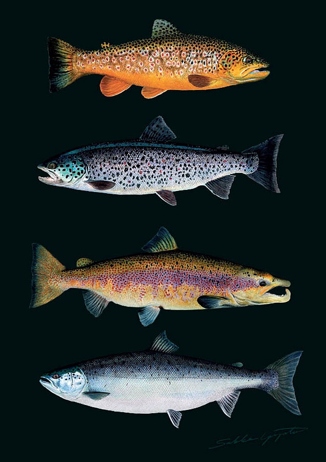 Sakke Yrjölä Lohi VS Taimen A4 -kortti - Printed Matter - 6430048500721 - 1