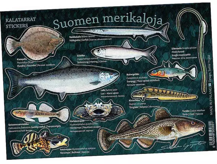 Suomen merikaloja - Kalatarrat - Printed Matter - 6430048500691 - 1