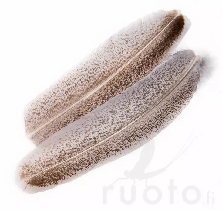 Oak Mottled Turkey Wing Quills - Classic Feathers - 5056304606122 - 1