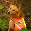 Finnero Ukko Hunting Vest Red/Yellow - Dog Vest & Cloths - 6438406007592 - 12