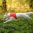 Finnero Ukko Hunting Vest Red/Yellow - Dog Vest & Cloths - 6438406007592 - 11