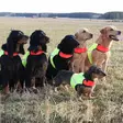Finnero Ukko Hunting Vest Red/Yellow - Dog Vest & Cloths - 6438406007592 - 8