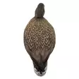 Final Approach Live Full Body Mallards 12pcs - Decoys - 071617045602 - 3