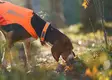Non-stop Protector Collar #45 - Dog Leash - 7071652141512 - 2