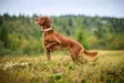 Non-stop Protector Collar #45 - Dog Leash - 7071652141512 - 5