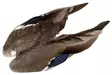 Veniard Mallard Duck Wings - Skins, Wings and Heads - 5056304601943 - 1