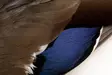 Veniard Mallard Duck Wings - Skins, Wings and Heads - 5056304601943 - 3