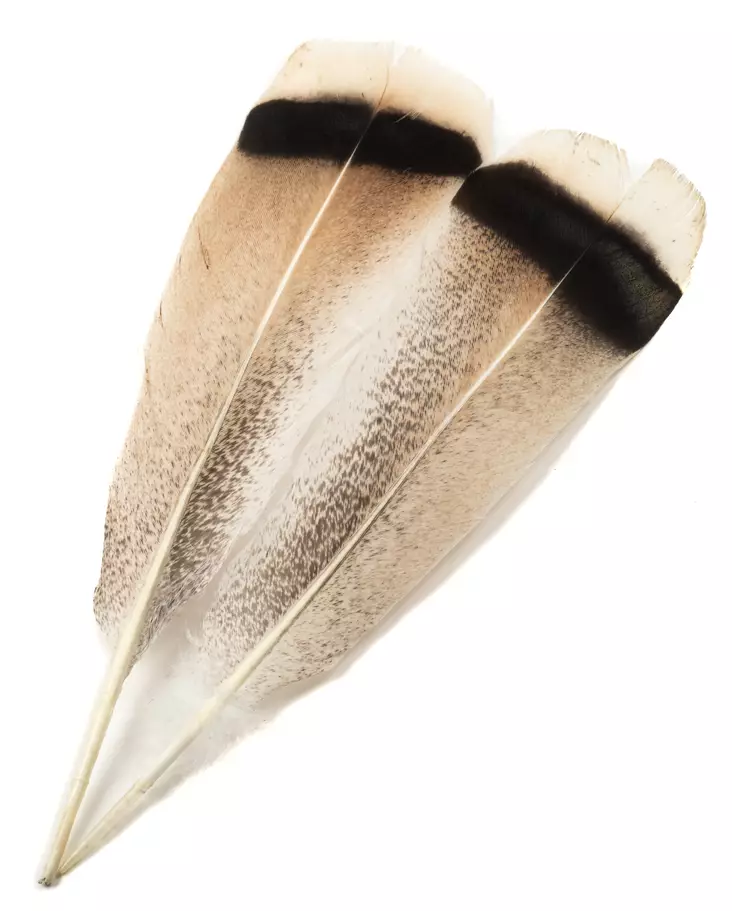 H.S.C. Turkey Tail Cinnamon - Classic Feathers - 6438407010492 - 1