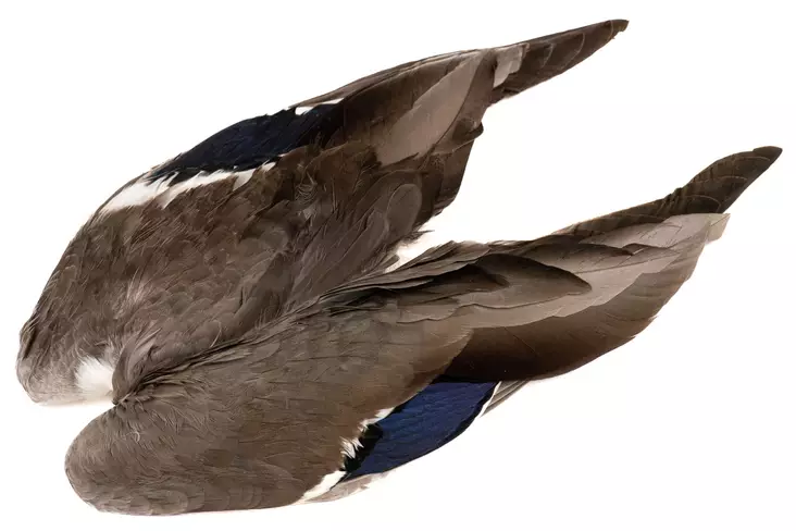 Veniard Mallard Duck Wings - Skins, Wings and Heads - 5056304601943 - 1