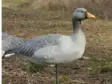 Final Approach Fullbody Evac Greylag - Decoys - B190700018903 - 1