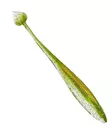 Illex Magic Finess Shad 13cm - Classic Softbaits - 2612202313 - 3