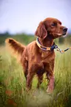 Non-stop Protector Collar #40 - Dog Leash - 7071652141413 - 3