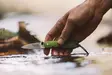 Smith Creek Pike Tooth Folding Knife Kit Moss Green - Foldable Knives - 860008500083 - 3