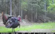 Spypoint Flex M3 - Hunting Cameras - 887157000943 - 4