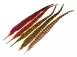 Wapsi Ringneck Tail Feathers - Tails - 404503000033 - 1