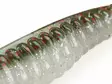 Z-Man Swimmin Trout Trick 8,7cm / 3,5" - Floating softbaits - 1601202223 - 5