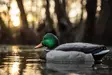 Zink Mallard Floater Decoys 6-pack - Decoys - 888151061183 - 3