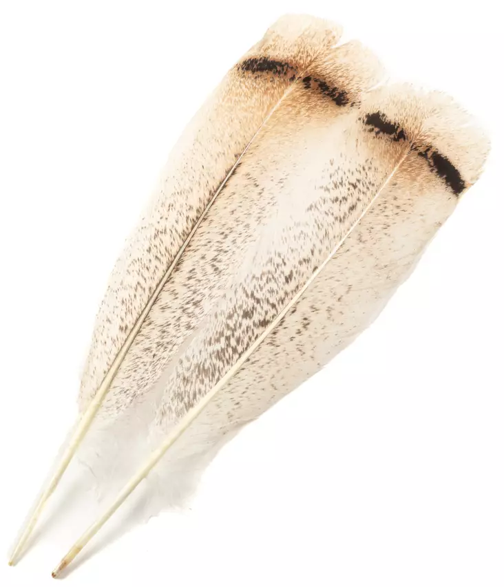 H.S.C. Turkey Tail Cream - Classic Feathers - 6438407010423 - 1