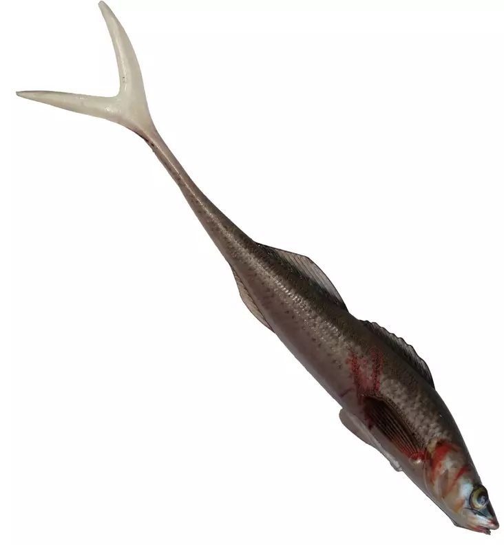 Jakki Kuha Aitokala Jigi 15cm - Classic Softbaits - 22120251773 - 1