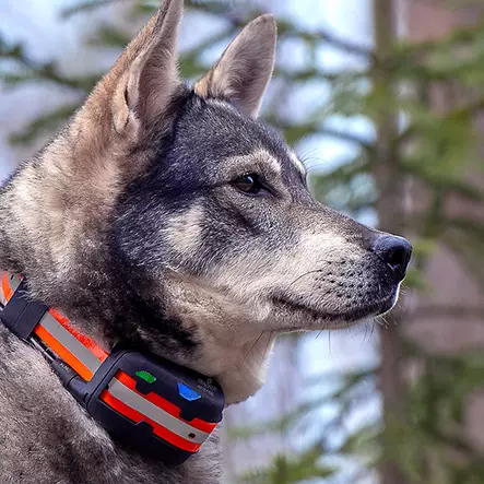 Tracker Artemis Easy - Tracker - 6438103002104 - 2